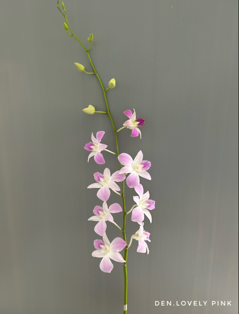 Pink Belove image